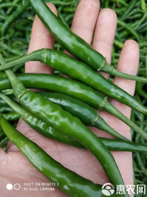 青小米500g